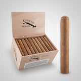 Cuban Rejects, Toro Gordo